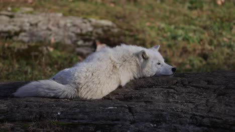 Arktischer-Wolf,-Der-Sich-Auf-Einen-Felsen-Legt-Und-Schläfrig-Wird,-Paralax,-Rollende-Kamerabewegung