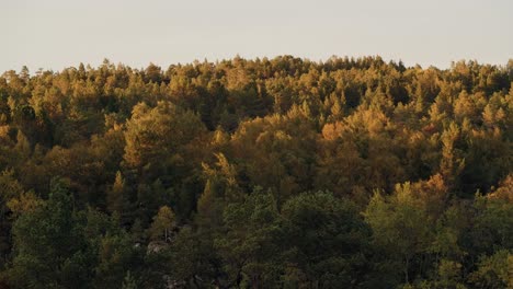 Bosque-Amarillo-Noruego-Balanceándose-Con-El-Viento-En-Otoño