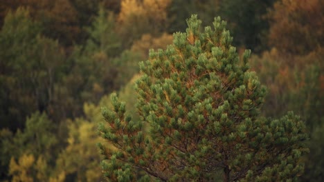 Top-of-pine-tree-swaying-in-the-wind-in-autumn
