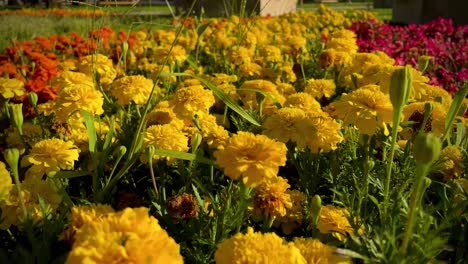 4K-shot-of-blooming-yellow-marigold-flowers-in-a-garden