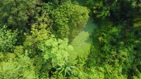 Luft--Oder-Draufsicht-Auf-Tiefgrünen-Wald-Oder-Dschungel