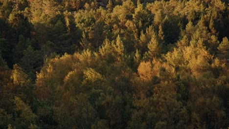Gelbe-Herbstblätter,-Die-Im-Wind-Rascheln,-Bei-Sonnenuntergang,-In-Norwegen