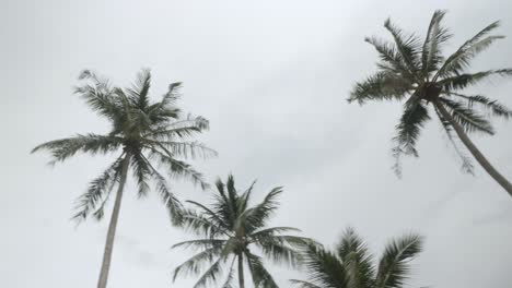 Blick-Auf-Kokospalmen-Gegen-Den-Himmel-In-Strandnähe-Auf-Der-Tropischen-Insel