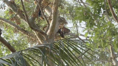 Wide-shot-of-some-bats-hanging-from-trees,-next-to-figs