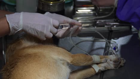 A-veterinarian-applies-an-anesthetic-to-a-dog-through-an-intravenous-catheter