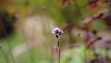 Closeup-Of-Single-Stem-Purpletop-Vervain-Flower