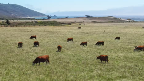 Aerial-flight-close-view-of-cows-grazing-on-green-grass-on-the-shore-of-Pacific-Ocean