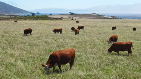 Drone-aerial-flight-close-view-of-cows-grazing-on-green-grass-on-the-shore-of-Pacific-Ocean