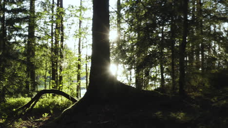 4k-Zu-Fuß-Durch-Dunklen-Wald-Mit-Sonnenlicht,-Das-Durch-Die-Großen-Hohen-Bäume-Und-In-Die-Kamera-Kommt