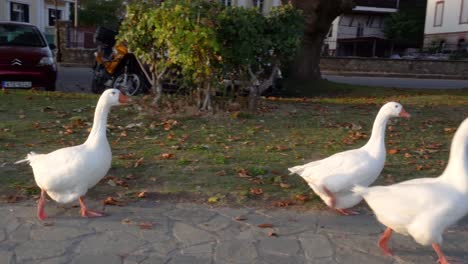 3-Geese-Walking-in-Public-Road-in-Kastoria-Greece,-Real-Time-4K-Footage