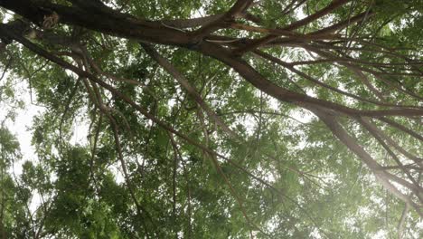 Vertikale-Video-Tiefwinkelansicht-Schauen-Sie-Auf-Die-Spitze-Des-Natürlichen-Grüns-Der-Tropischen-Regenwaldbäume-Mit-Sonnenschein-In-Chiangmai-Im-Norden-Thailands