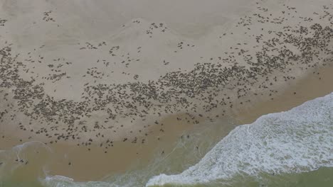 Herd-Colony-of-Seals-on-Pelican-Point-Peninsula,-Walvis-Bay-Namibia,-Aerial