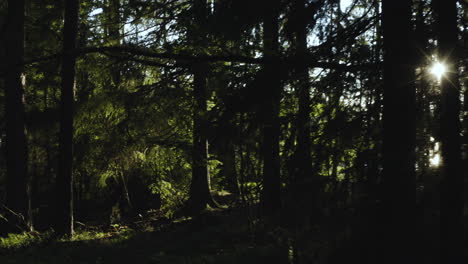 4k-Zu-Fuß-Durch-Dunklen-Wald-Mit-Sonnenlicht,-Das-Durch-Die-Großen-Hohen-Bäume-Kommt