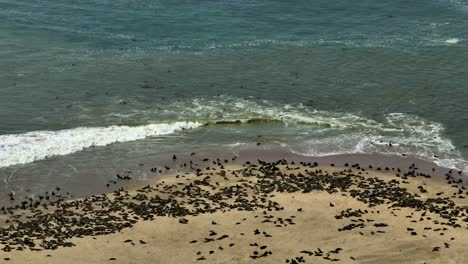 Namibia-Seals-on-Pelican-Point-Peninsula-Beach,-Africa---Aerial