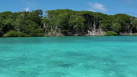 Sail-clear-water-tropical-Mangrove-forest-with-sea-birds-fly,-Los-Roques-national-Park
