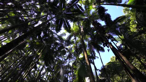 Looking-Up-At-Canopy-Of-Palm-Trees