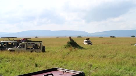 Attentive-lion-watching-safari-cars-in-Maasai-Mara,-Kenya