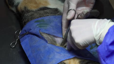 Veterinarians-perform-sterilization-surgery-on-a-female-cat