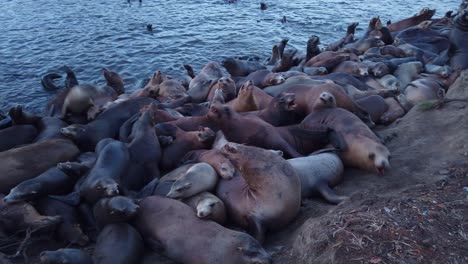 Gimbal-close-up-panning-shot-of-an-extremely-large-number-of-sea-lions-walking-and-crawling-over-each-other-on-the-shoreline-in-Monterey,-California