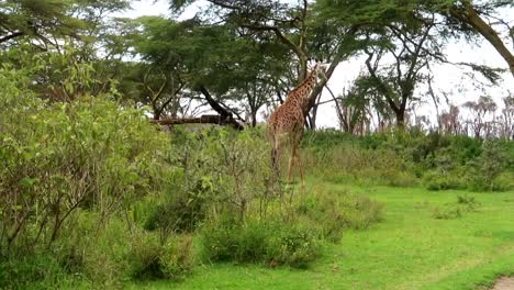 Beautiful-and-majestic-Giraffe-walking-through-vegetation-in-a-Safari-on-foot,-Africa