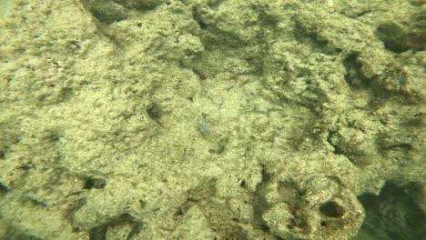 Hawaiian-Reef-Fish-Spotted-In-Hanauma-Bay,-Oahu,-Hawaii