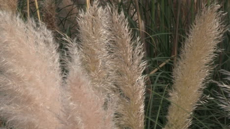 Plumes-of-Pampas-Grass-or-its-scientific-name---Cortaderia-selloana,-gently-swaying-in-the-wind