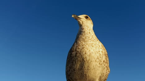 Close-up-of-a-seagull-with-white-and-brownish-feathers-against-the-blue-sky
