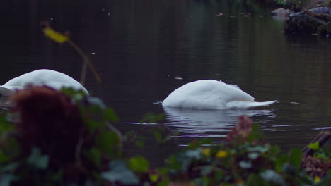 Cisne-Mudo-Se-Sumerge-En-El-Agua-Buscando-Comida-En-Un-Estanque-De-Patos-Del-Parque-Boscawen-En-Truro,-Inglaterra
