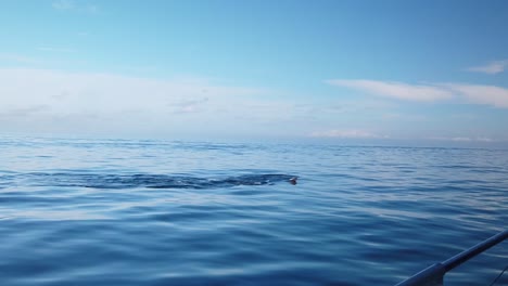 Gimbal-Aufnahme-Einer-Herde-Von-Seehunden,-Die-Neben-Einem-Fahrenden-Boot-Auf-Dem-Ozean-Vor-Der-Küste-Von-Monterey,-Kalifornien,-Aus-Dem-Wasser-Springen-Und-Rennen