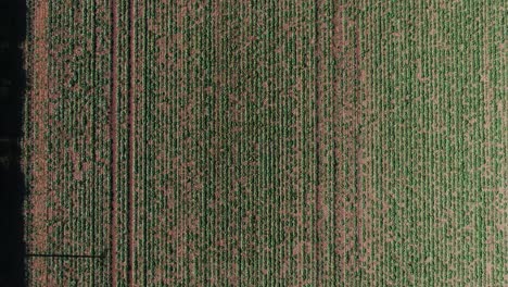Top-down-drone-view-of-farmers-field-showing-straight-line-pattern-from-crops
