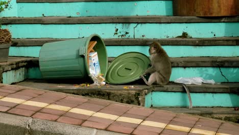 Affe-Durchwühlt-Einen-Mülleimer-In-Thailand-Auf-Der-Suche-Nach-Nahrung,-Während-Autos-Vorbeifahren