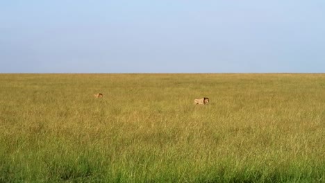 Male-lions-in-savannah-looking-for-prey-in-Maasai-Mara,-Kenya