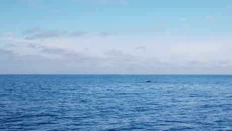 Gimbal-wide-shot-of-spouting-humpback-whales-in-the-Pacific-Ocean-off-the-coast-of-Monterey,-California