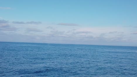 Kardanische-Weite-Aufnahme-Von-Buckelwalen,-Die-Vor-Der-Küste-Von-Monterey,-Kalifornien,-In-Den-Ozean-Brechen-Und-Spritzen