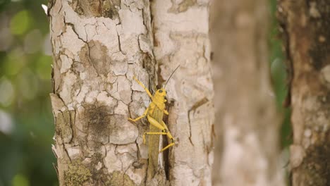 Green-locust-climbing-on-the-bark-o-a-tropical-tree