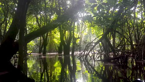 Sunlight-filtering-through-trees-of-mangrove-ecosystem-onto-calm,-placid-water-in-the-remote-wilderness-of-Pohnpei,-Federated-States-of-Micronesia