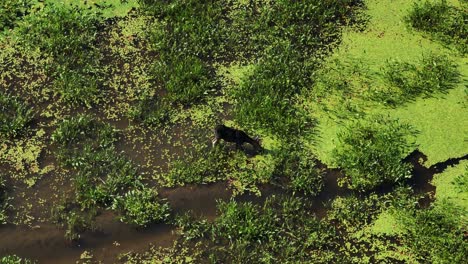 Single-moose-feeding-on-aqautic-plants-alone-in-marsh-Static-aerial-Shot