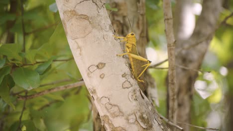 Close-up-of-a-Green-locust-climbing-a-tree-branch-at-the-park