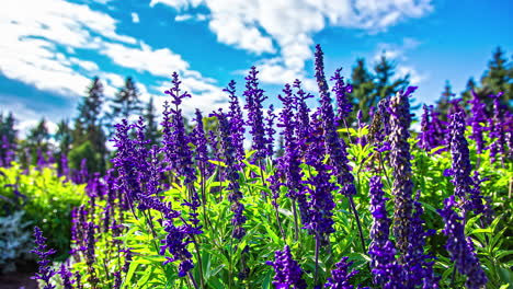 Close-up-time-lapse-of-lavender-similar-species-plant-with-clouds-moving-in-background-on-a-sunny-day