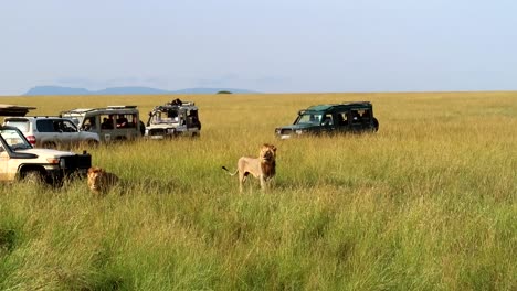 Zwei-Männliche-Erwachsene-Löwen-Zwischen-Mehreren-4x4-Safariautos-In-Der-Wildnis-Afrikas