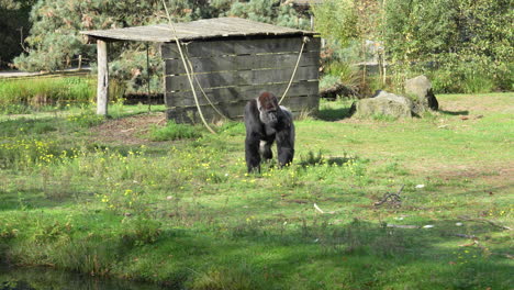 Gorila-Occidental-De-Tierras-Bajas-En-El-Safaripark-Beeksebergen-En-Hilvarenbeek,-Países-Bajos