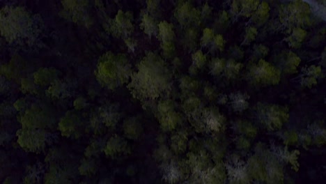 Aerial-top-down-forward-over-trees-forest-of-Valle-Nuevo-National-Park,-Constanza-in-Dominican-Republic