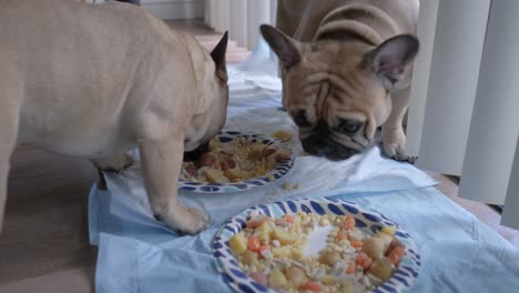 Nahaufnahme-Von-Zwei-Französischen-Bulldoggen,-Die-Ihre-Gesunden-Mahlzeiten-Essen
