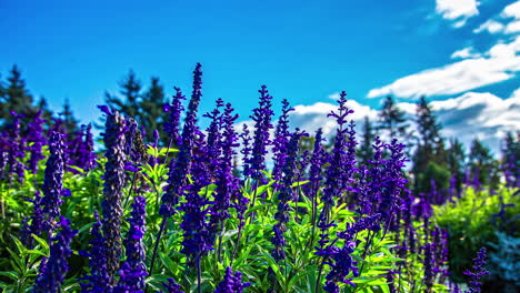 Time-lapse-shot-of-purple-lavender-blooming-in-front-of-blue-sky-and-moving-clouds-in-summer---close-up