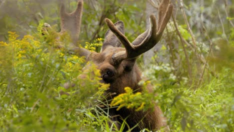 Young-bull-moose-laying-in-tall-grass-closeup-shot-in-slow-motion