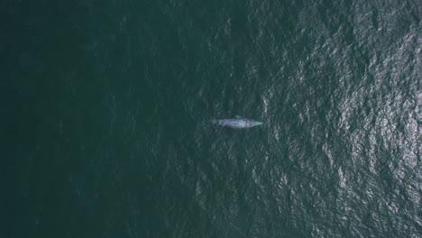 Aerial-view-above-a-sprouting-Gray-whale---top-down,-drone-shot