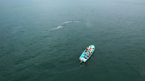 Aerial-view-around-a-whale-safari-boat-searching-for-fish-in-the-open-ocean