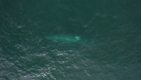 Aerial-view-above-Grey-whale-turning-under-water---top-down,-drone-shot