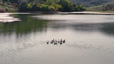 A-group-of-geese-swimming-on-the-smooth-surface-of-a-mountain-lake