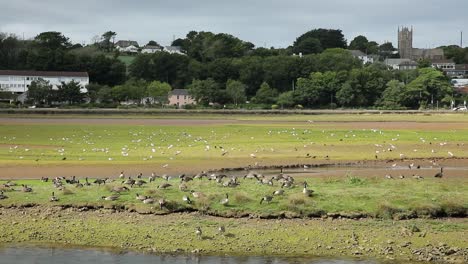 Flock-Of-Beautiful-Gooses-Resting-In-Cornwall-Nature-Reserve,-Hayle